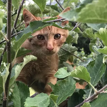 Haus Holunder Вайсбриах