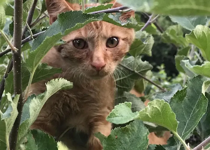 Haus Holunder Weissbriach